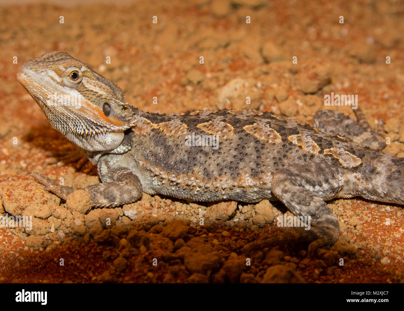 Männliche Bartagame Pogona Arten auf eine Orange sand Substrat gut aussehende männliche dieses beliebten Reptilien Haustier. Stockfoto