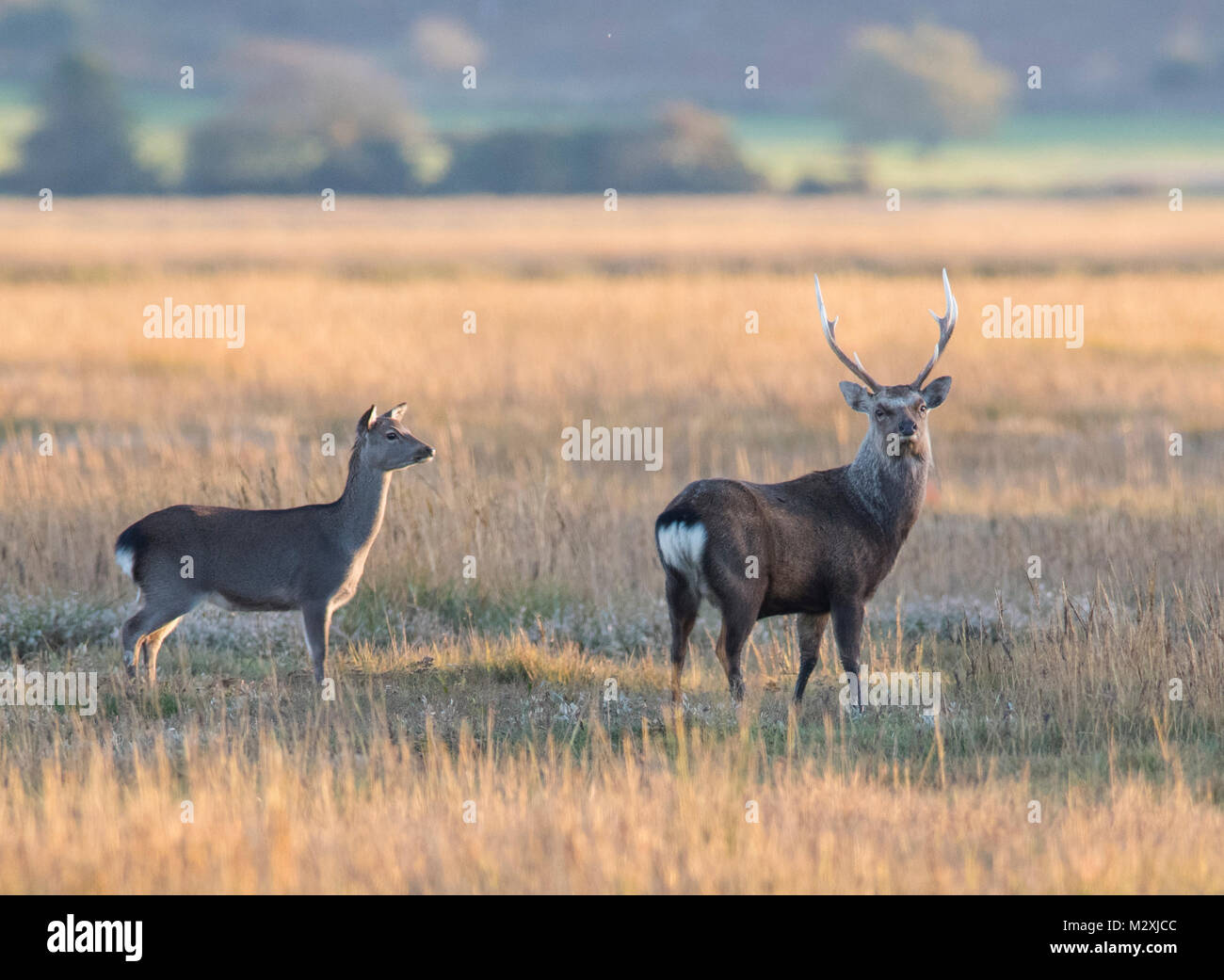 Gruppe von Reh und Hirsch Sika Deer Cervus Nippon auf eine Dorset Marsh in der Dämmerung im Winter. Stockfoto