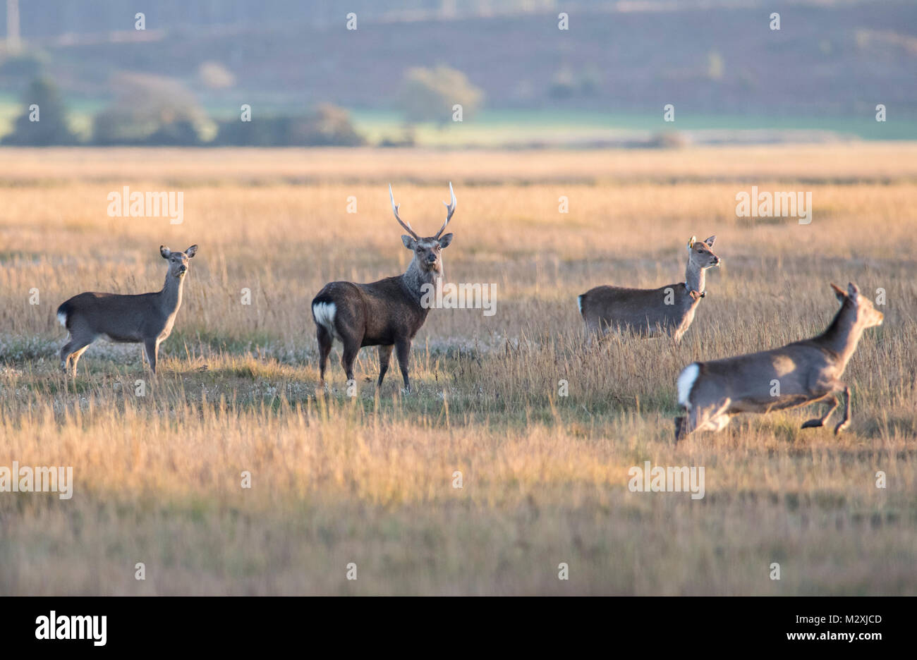 Gruppe von Reh und Hirsch Sika Deer Cervus Nippon auf eine Dorset Marsh in der Dämmerung im Winter. Stockfoto