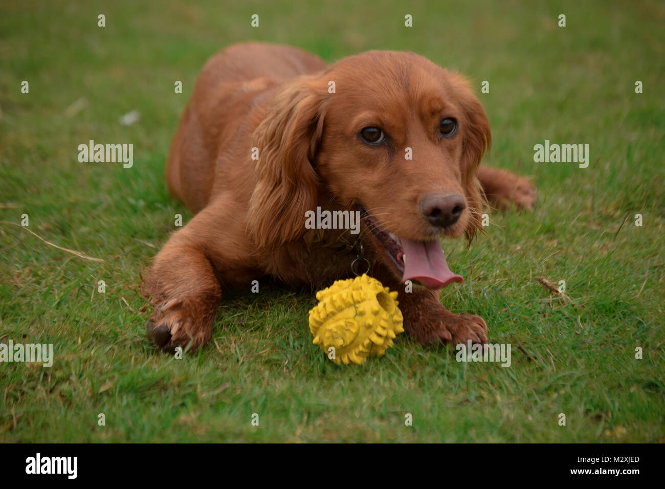 Golden Cocker Spaniel ein Spiel der Fetch auf dem Feld Stockfoto