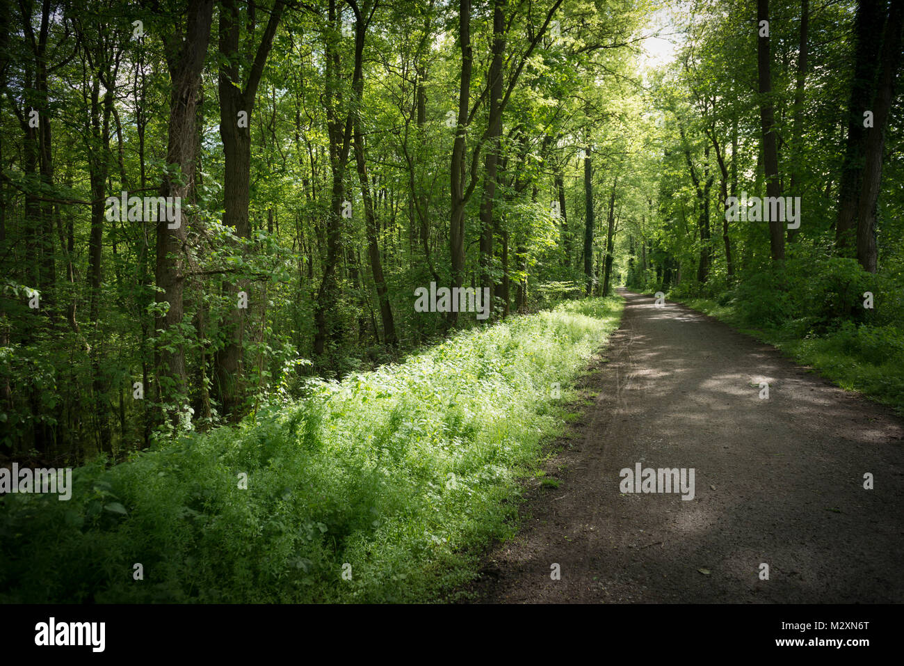 Weingarten moor naturschutzgebiet Fotos und Bildmaterial in hoher