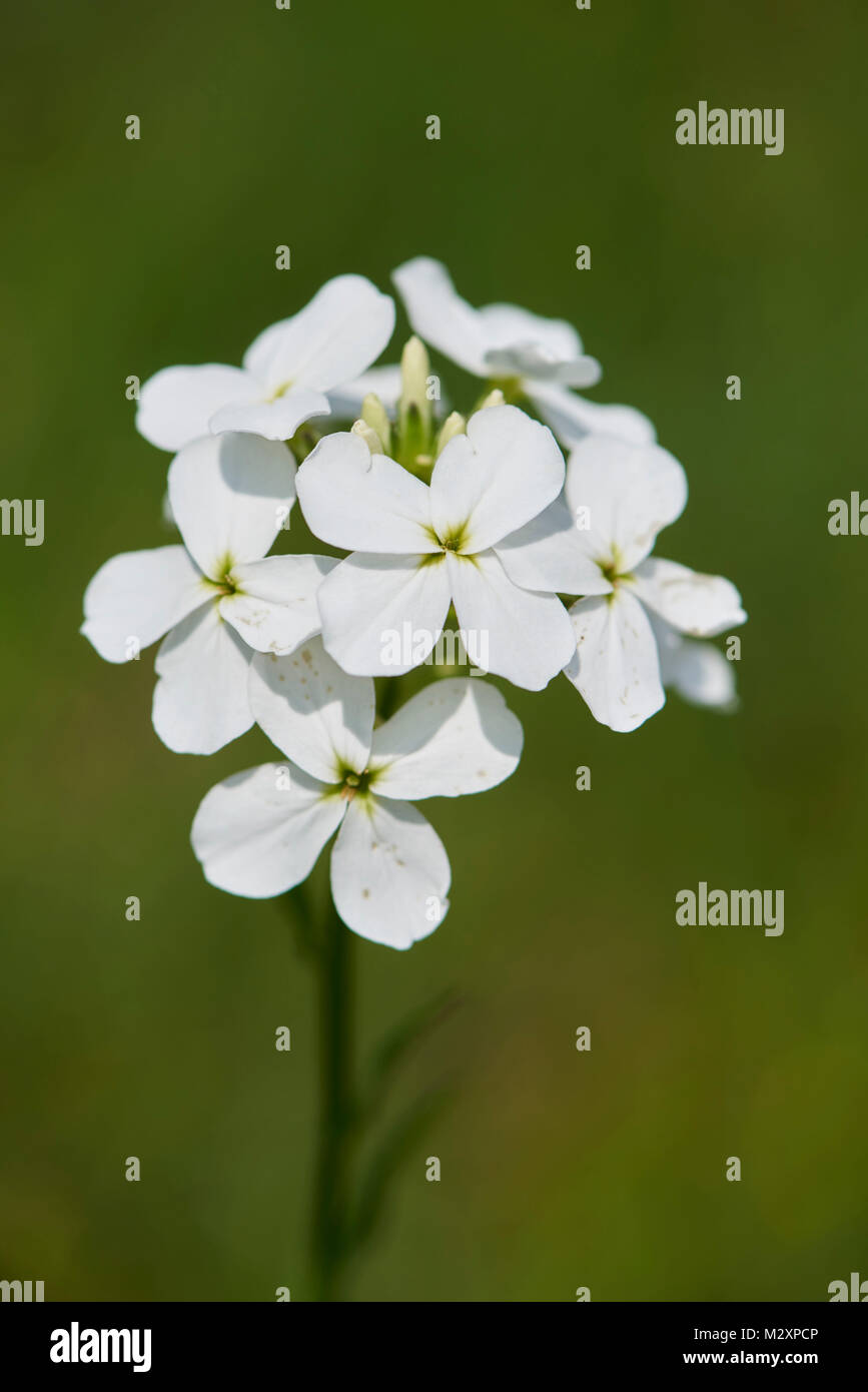 Große bittercress, Cardamine Amara, wilde Wiese, Blüte Stockfoto