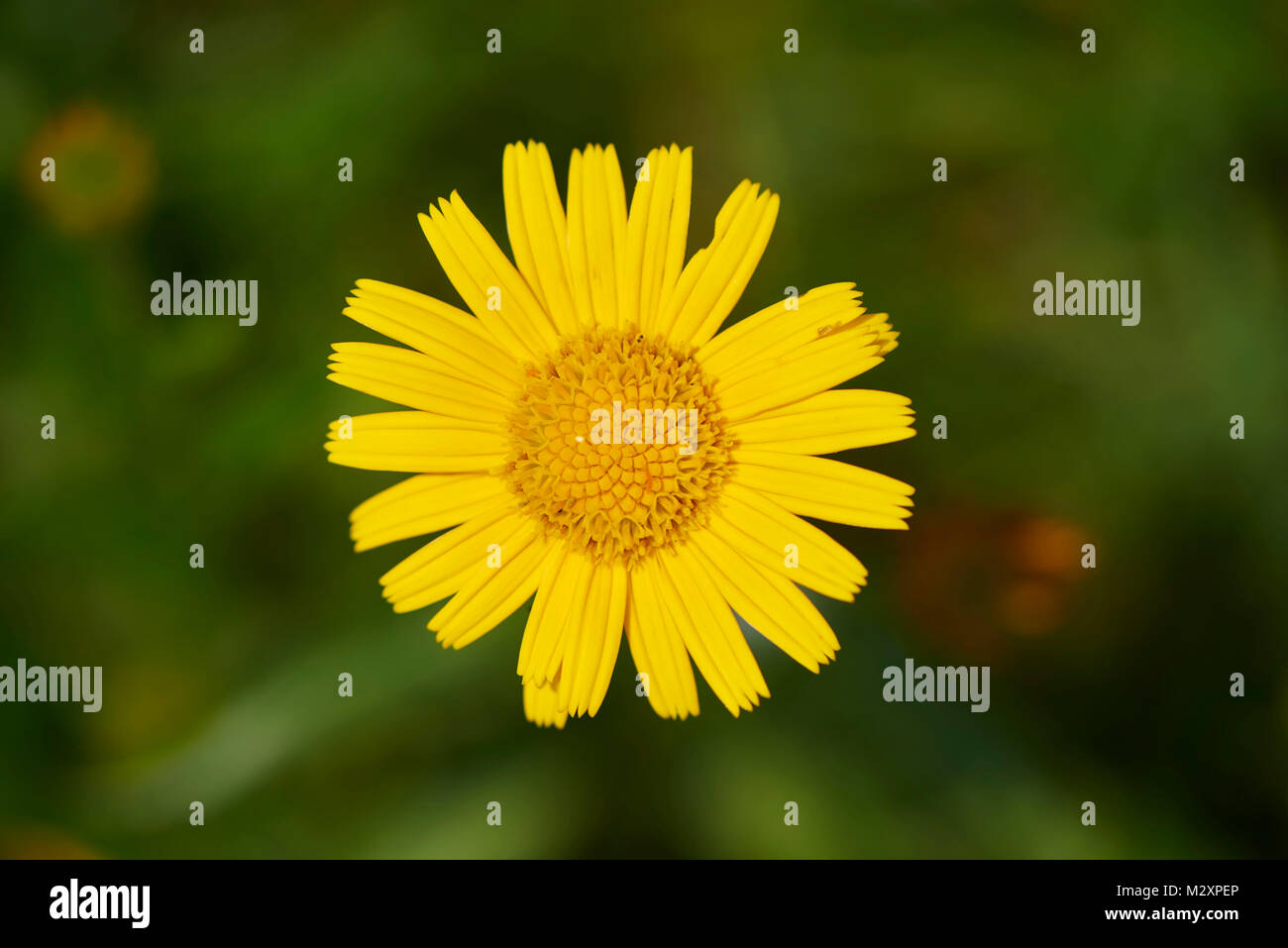 Arnika, Arnica montana, Blüten, Nahaufnahme Stockfoto