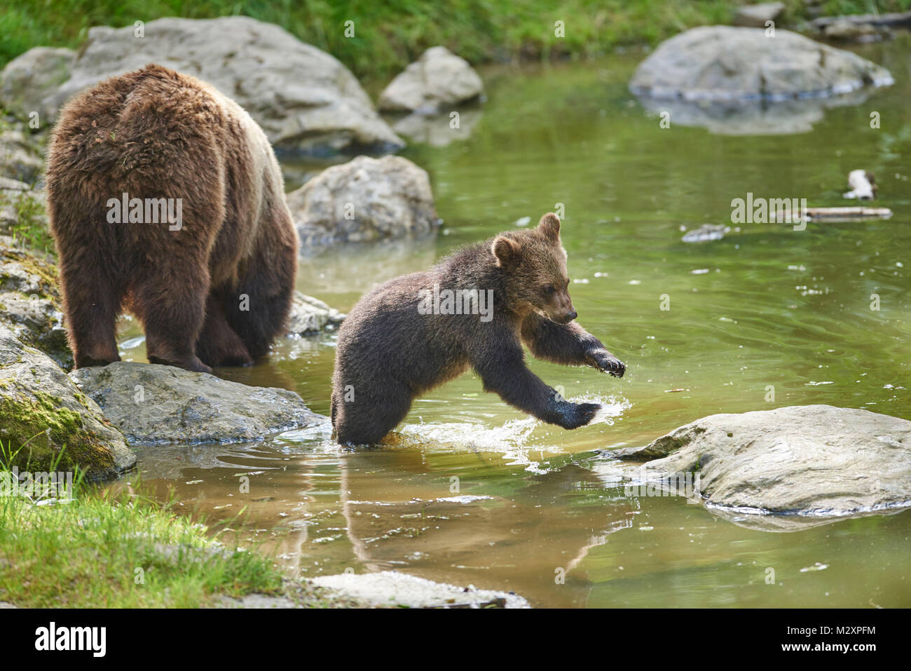 Europäischen Braunbären, Ursus arctos arctos, junge Tier, Mutter Tier, Küste, Wasser, Wildnis, seitlich, spielen Stockfoto