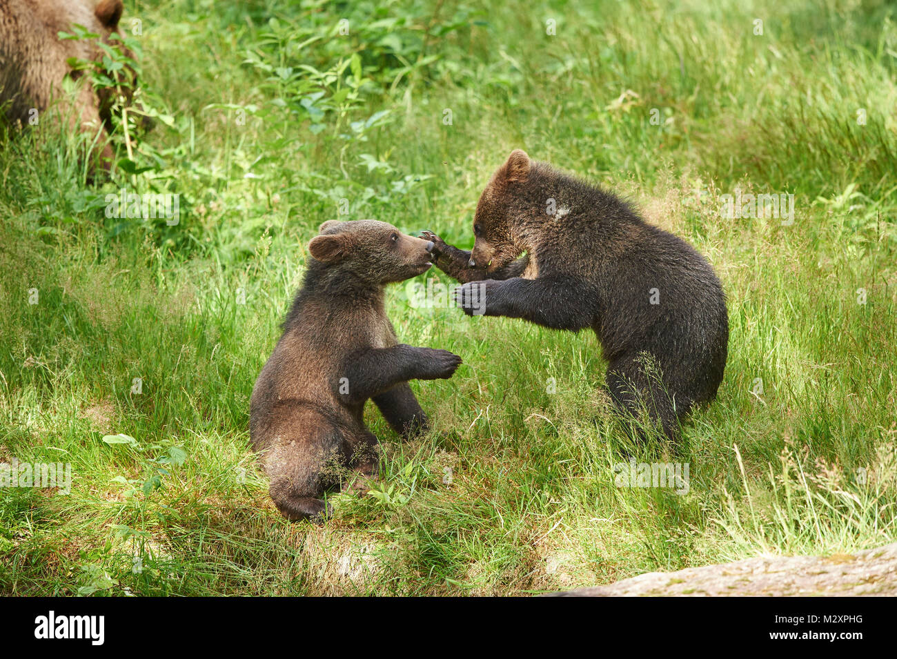 Europäischen Braunbären, Ursus arctos arctos, junge Tiere, Wildnis, Wiese, seitlich, spielen Stockfoto