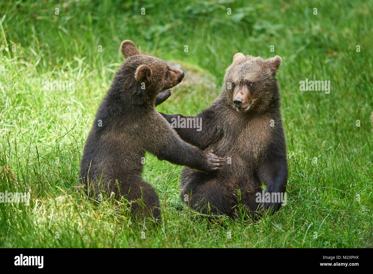 Europäischen Braunbären, Ursus arctos arctos, junge Tiere, Wildnis, Wiese, seitlich, spielen Stockfoto