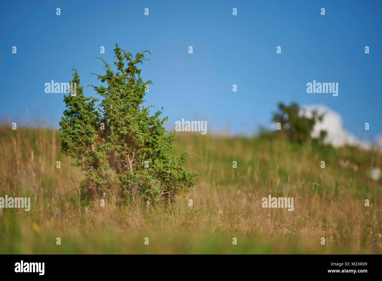 Gemeine Wacholder, Juniperus Communis, Landschaft, Herbst, Stockfoto