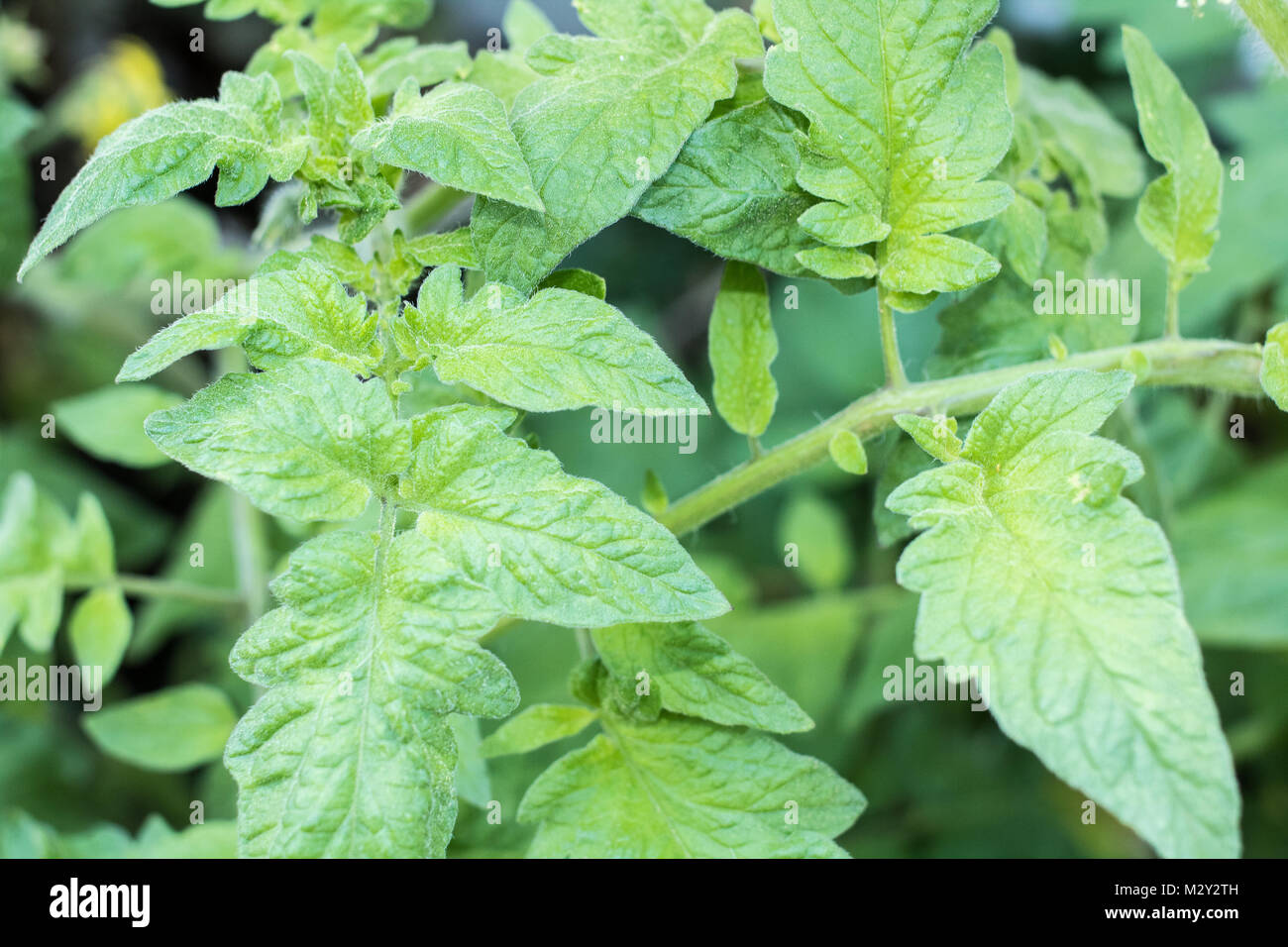 Verwunderlich Tomatenpflanze Weiße Blätter Fotos