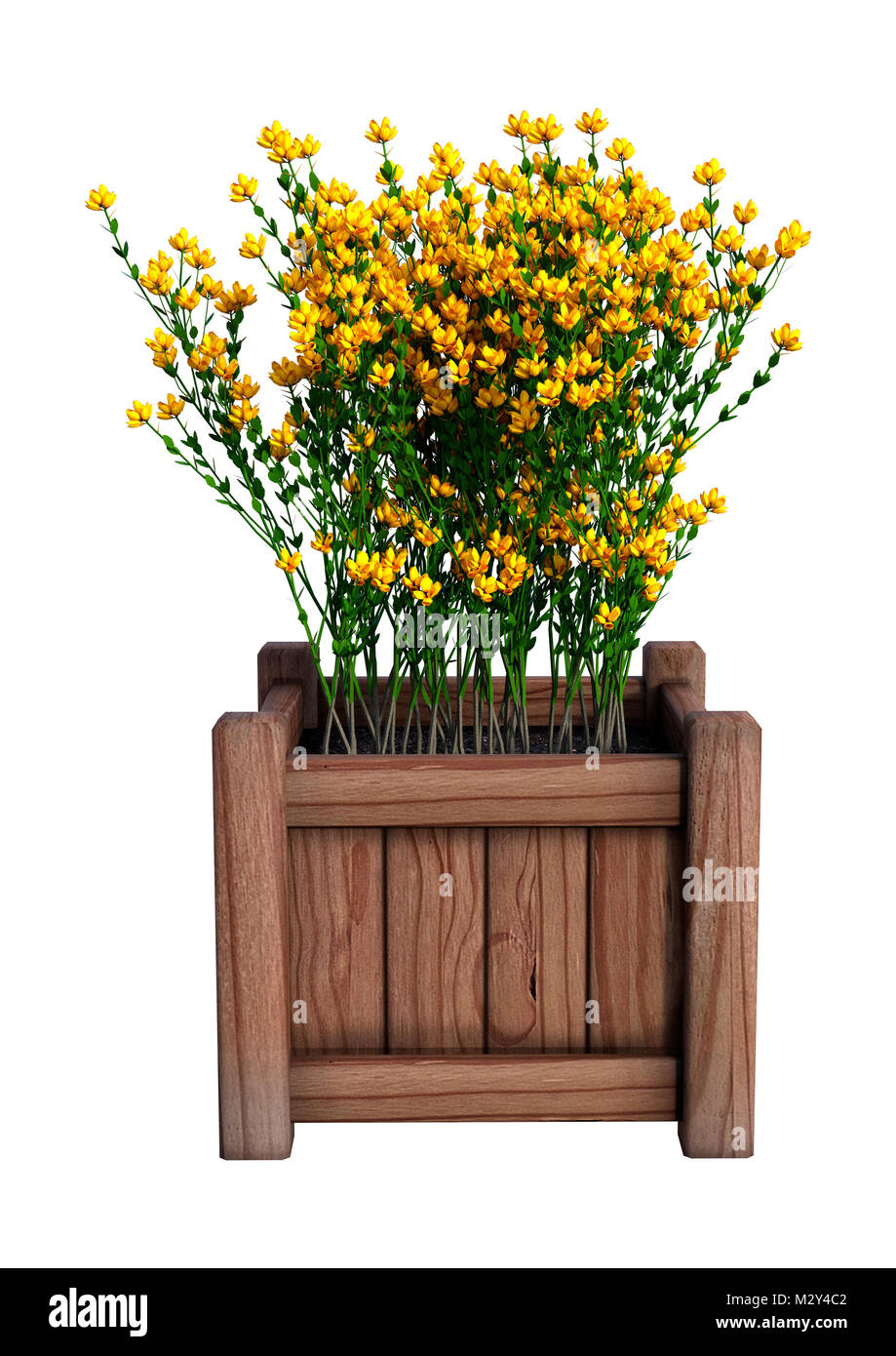 3D-Rendering von Genista hispanica Blumen in einem hölzernen Pflanzmaschine auf weißem Hintergrund Stockfoto