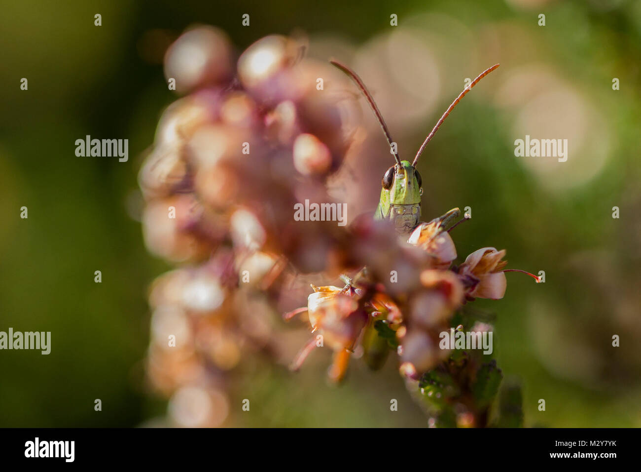 Makroaufnahme eines süßen Grasshopper in Cornwall. Stockfoto