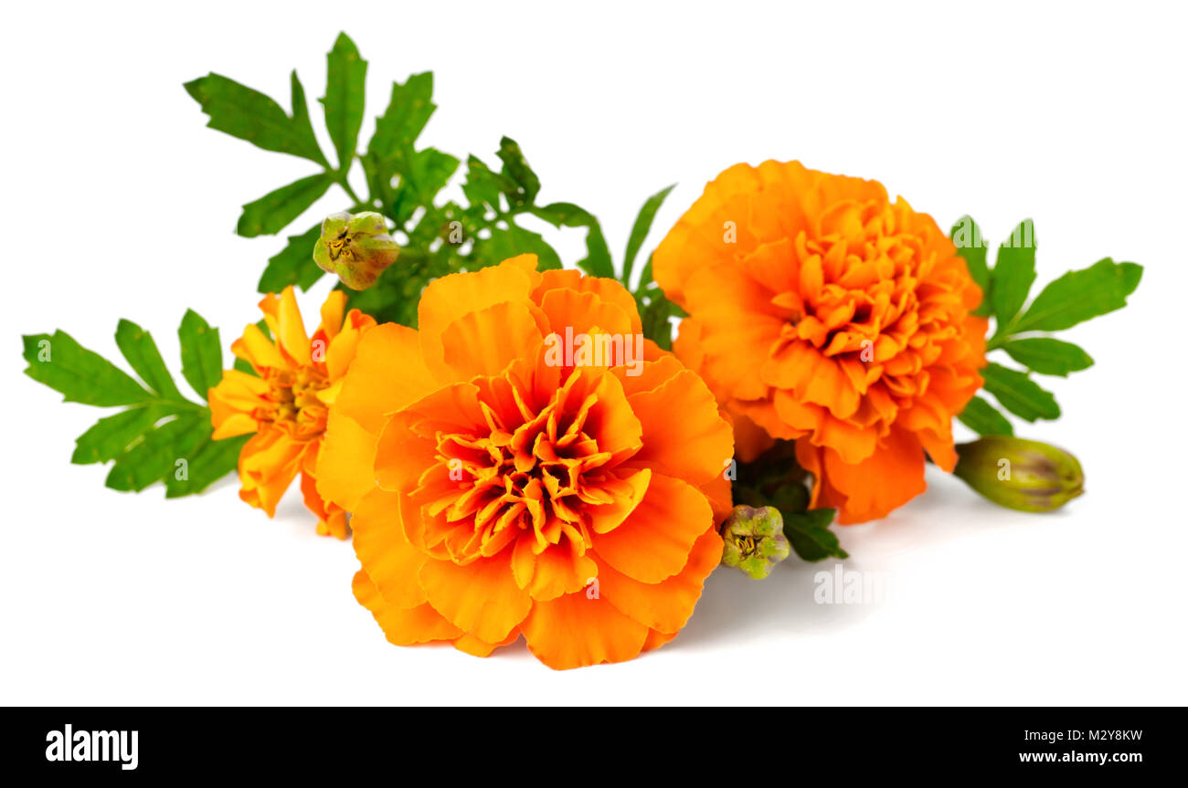 Flower orange marigold tagetes Fotos und Bildmaterial in hoher