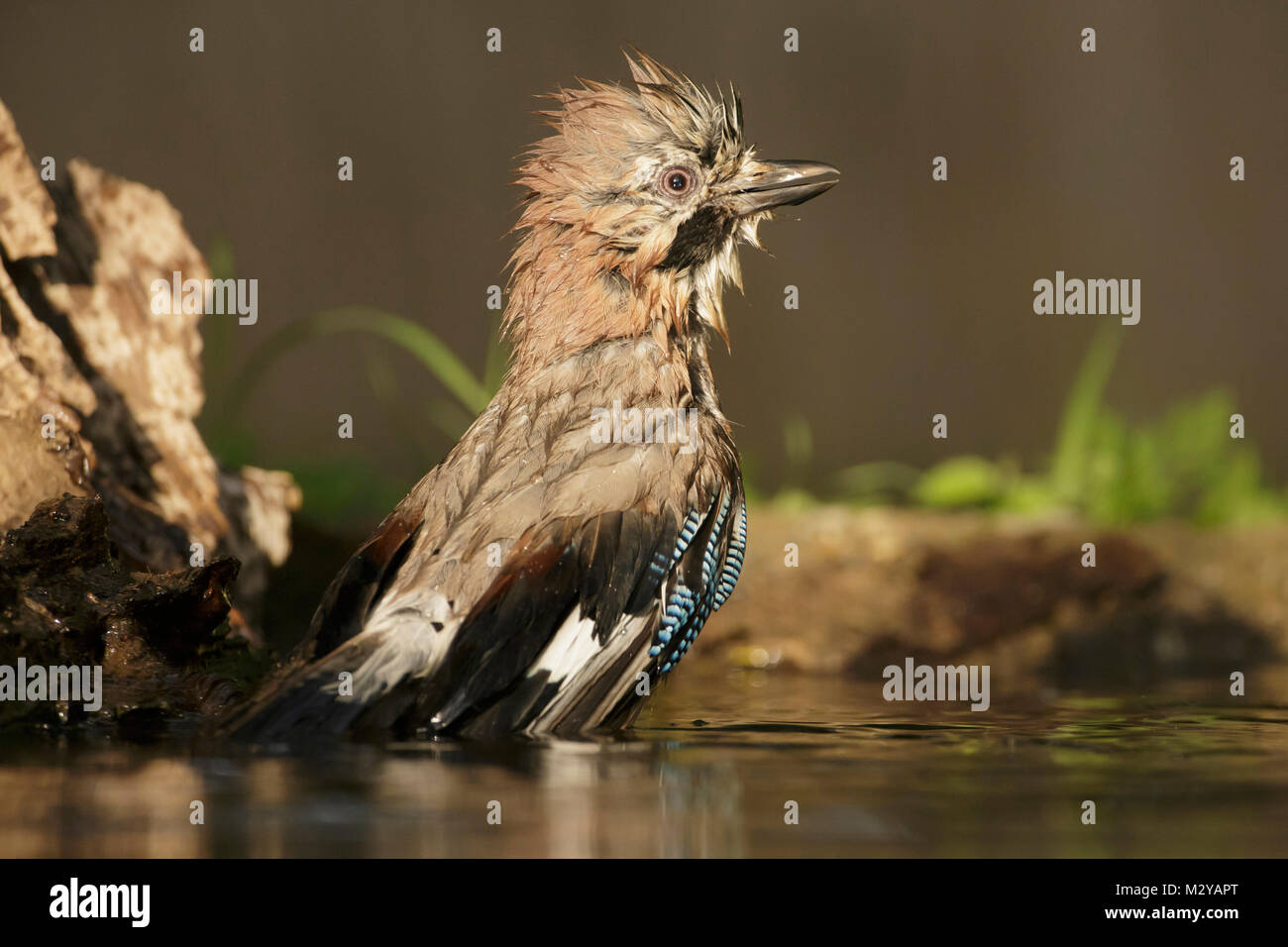 Eurasischen Eichelhäher (Garrulus glandarius) Erwachsenen, Baden im Pool, Woodland, Vojvodina, Serbien, Juni Stockfoto