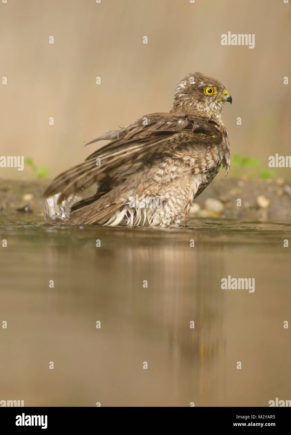 Eurasischen Sperber (Accipiter nisus) juvenile Männlichen, Baden im Pool, im Wald, Vojvodina, Serbien, Juni Stockfoto