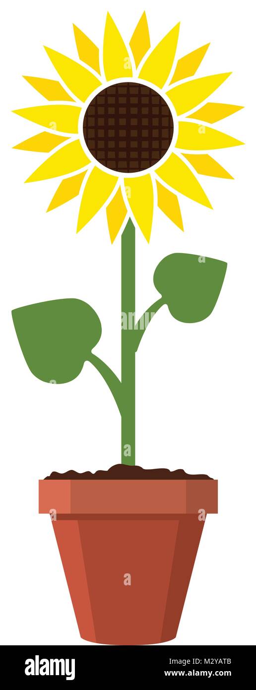 Vektor Cartoon von Garten Sonnenblume im Topf wachsen. Sommer