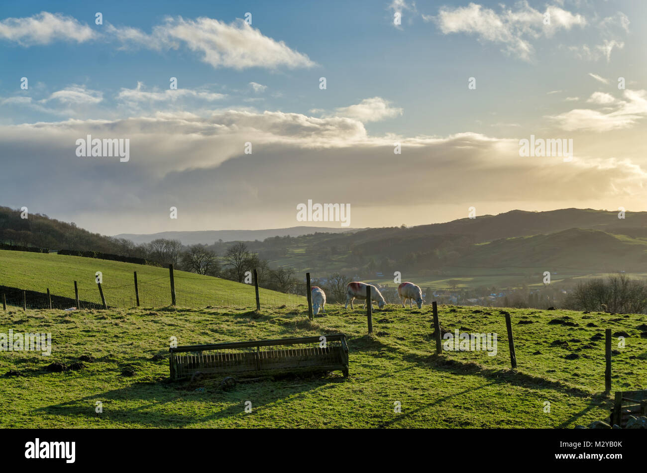 Drei Schafe auf einer geneigten Hang, mit einem weit entfernten Blick jenseits Stockfoto