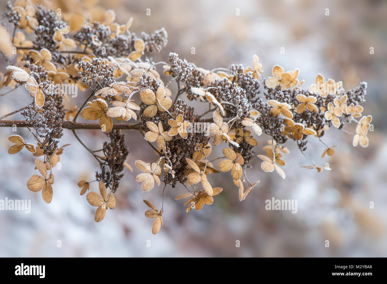 Nahaufnahme der frosted Blume Leiter der Hydrangea paniculata "Brüsseler Spitzen" Stockfoto