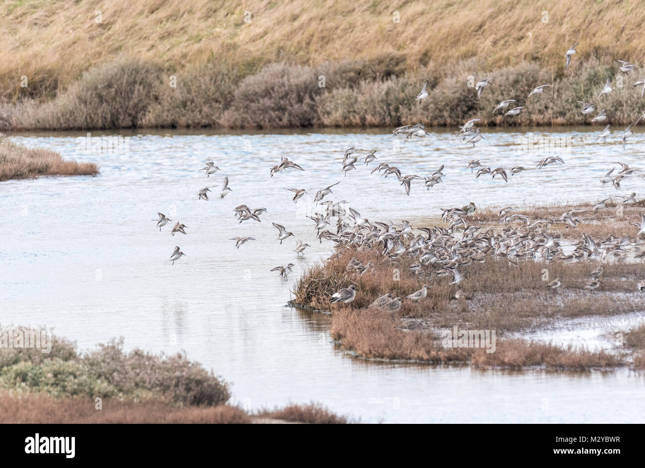 Gemischte Herde aus überwiegend roosting Strandläufer (Calidris alpina) und Knoten (Calidris Canutus) Stockfoto