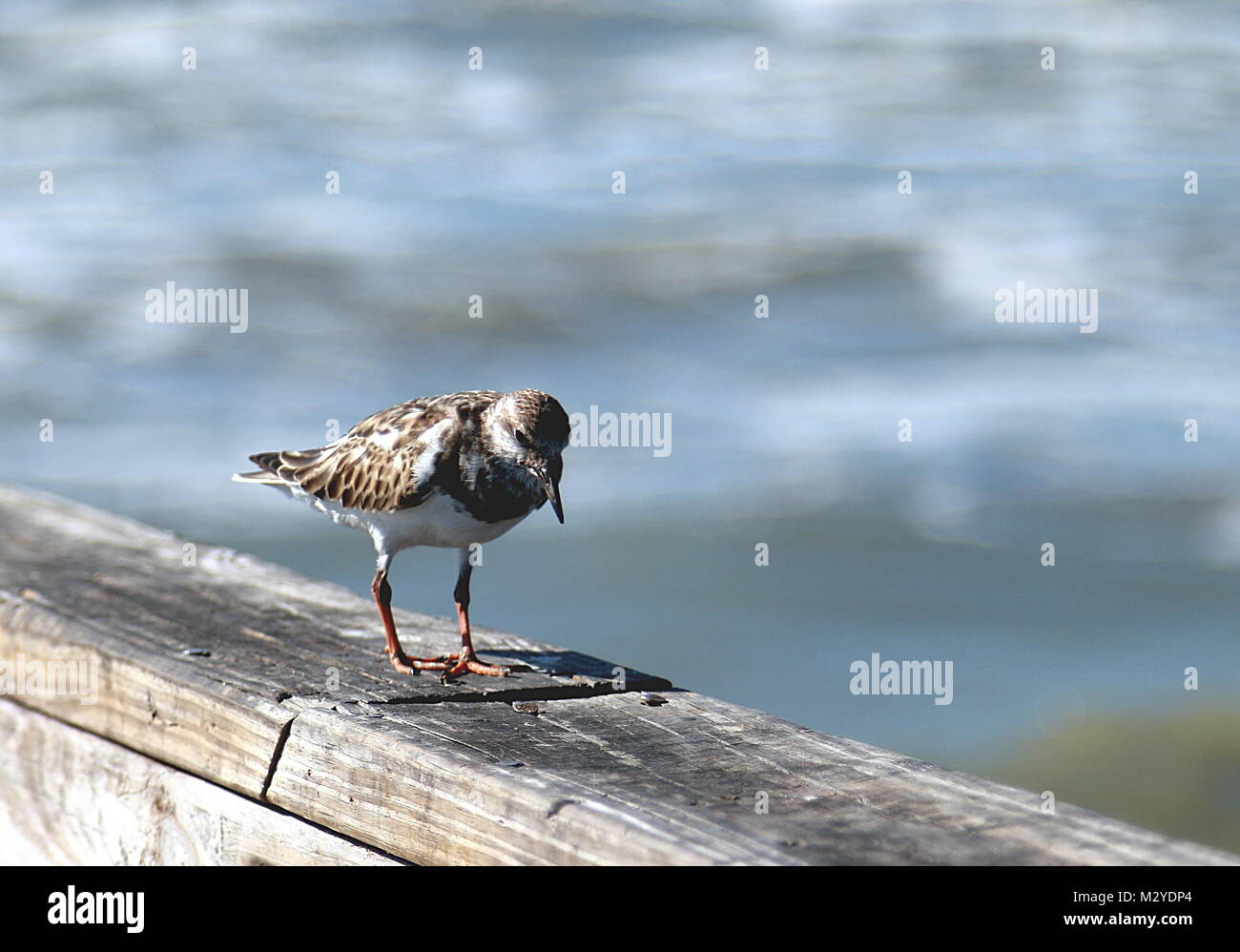 Wilson's Republic zu Fuß auf der Pier in der Nähe von Corpus Christi, Texas Stockfoto