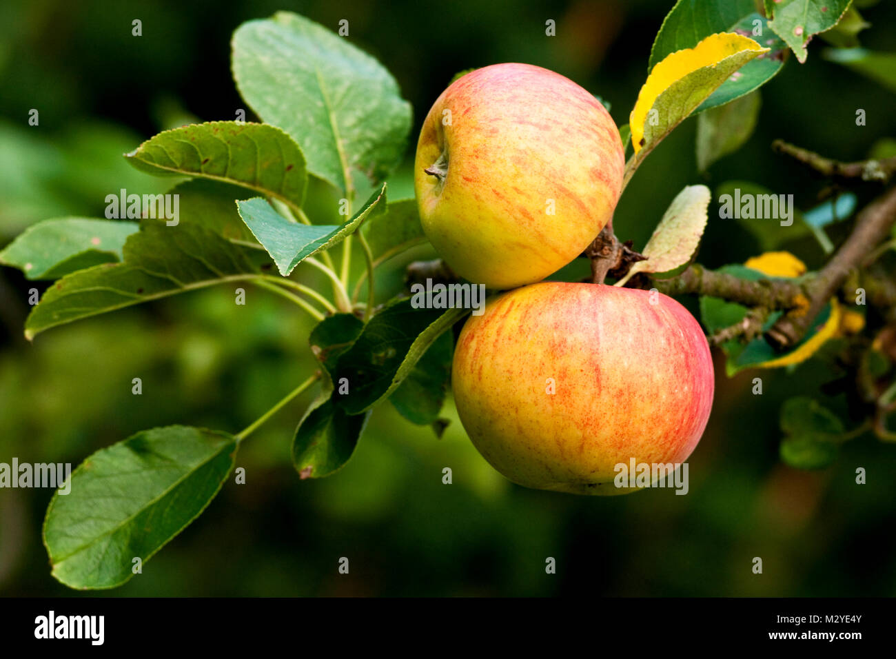 Apfel (James Grieve) Stockfoto