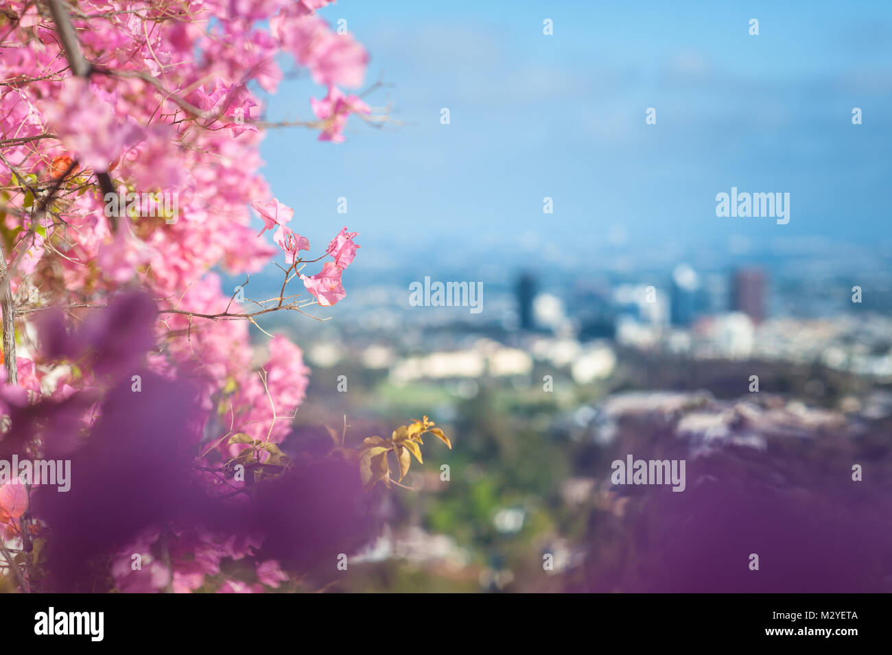 Blüte Bougainvillea Kletterpflanze mit Blick auf Los Angeles im Hintergrund, während Sie im Sommer aus dem Getty Museum fotografiert. Stockfoto