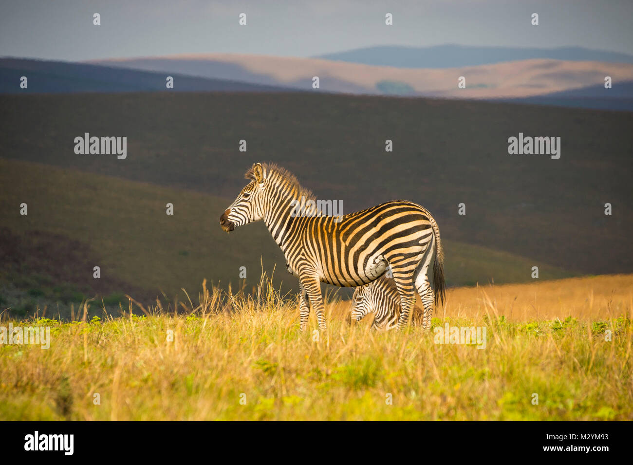 Ebenen Zebra, Equus quagga, nyika Nationalpark, Malawi, Afrika Stockfoto