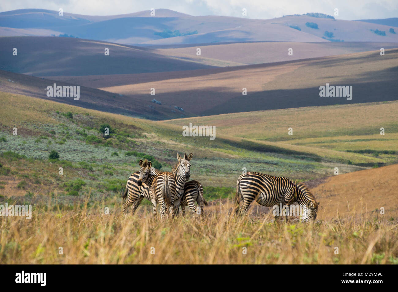 Ebenen Zebras, Equus quagga, nyika Nationalpark, Malawi, Afrika Stockfoto