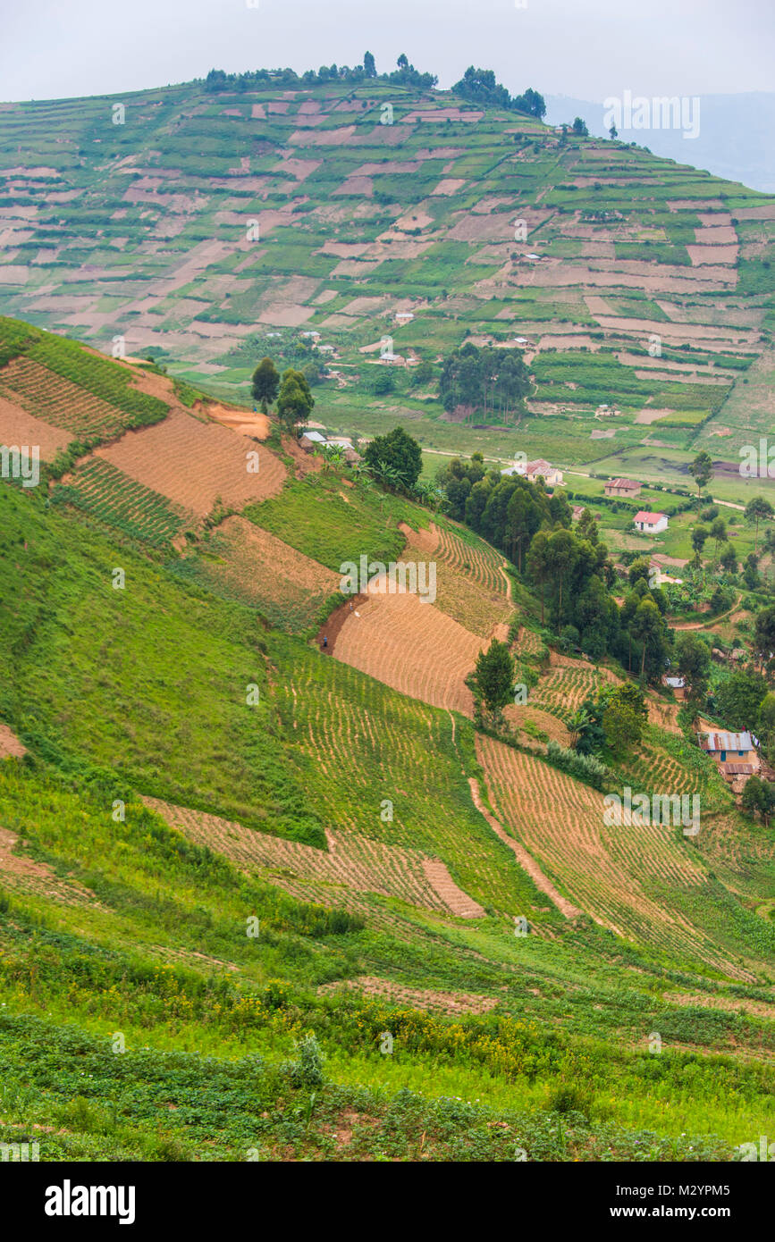 Terrassierten Feldern im Südwesten Ugandas, Afrika Stockfoto