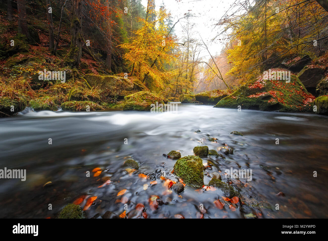 Die Kamnitz Schlucht im Nationalpark Sächsische Schweiz Stockfoto