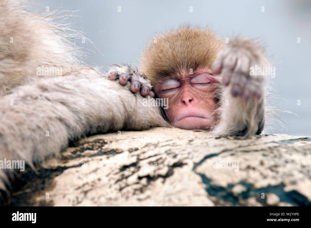 Japanischen makaken oder Schnee japanischen Affen (Macaca fuscata) Baby, Japan Stockfoto