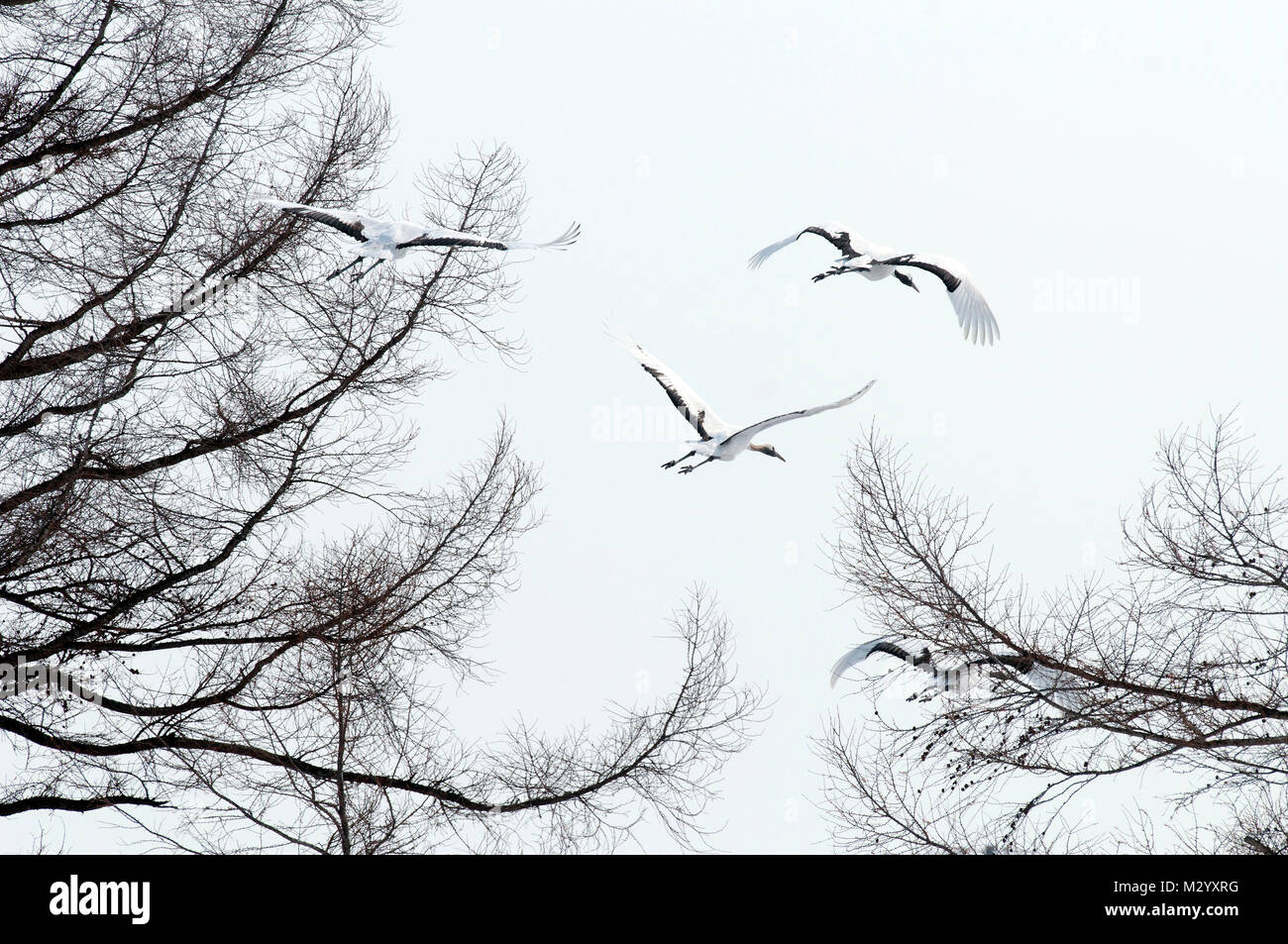 Japanischer Kranich, Rot - Kran gekrönt (Grus japonensis) Gruppe fliegen, gehen sie weg, Japan Stockfoto