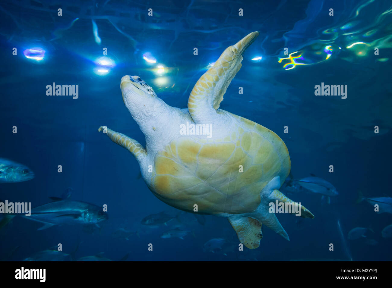 England, Devon, Plymouth, das National Marine Aquarium Stockfoto