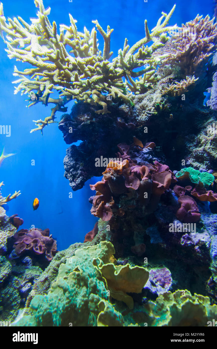 England, Devon, Plymouth, das National Marine Aquarium, Coral Reef Stockfoto