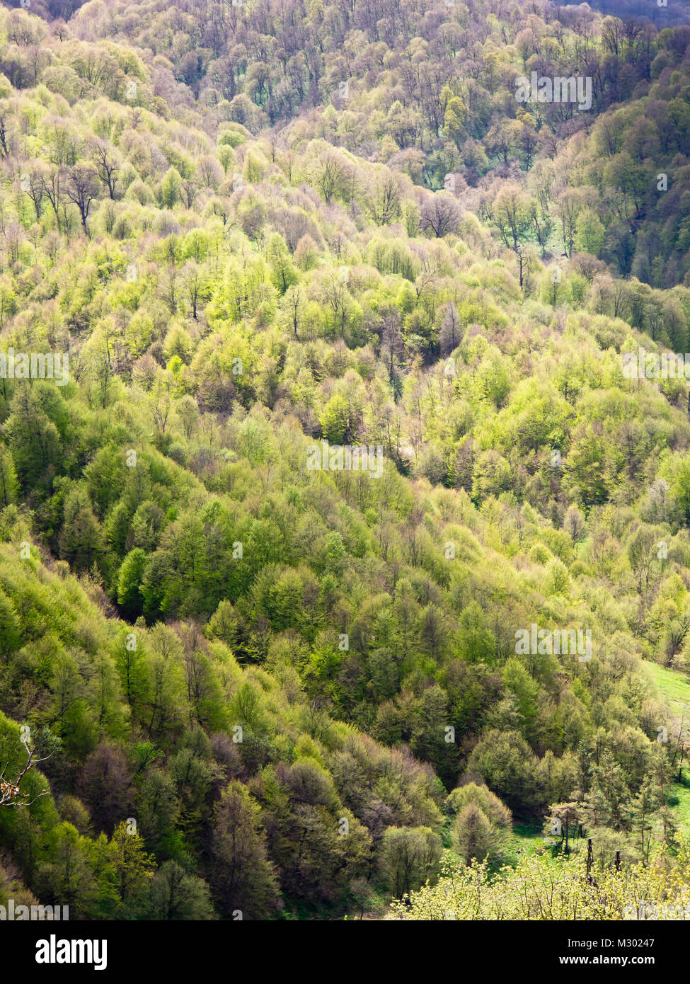 Frühling in und um die Dilijan National Park in Armenien ein Bereich der Wanderer, eine Vielzahl von Laubbäumen in verschiedenen Grüns Stockfoto