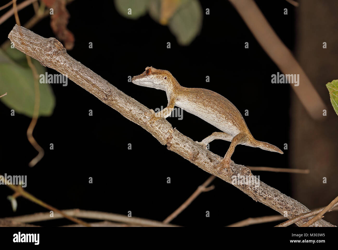 Henkel Leaf-tailed Gecko (Uroplatus henkeli) Erwachsenen auf dem Zweig, der Madagassischen endemisch Ampijoroa Wald Station, Ankarafantsika finden, Madagaskar Stockfoto