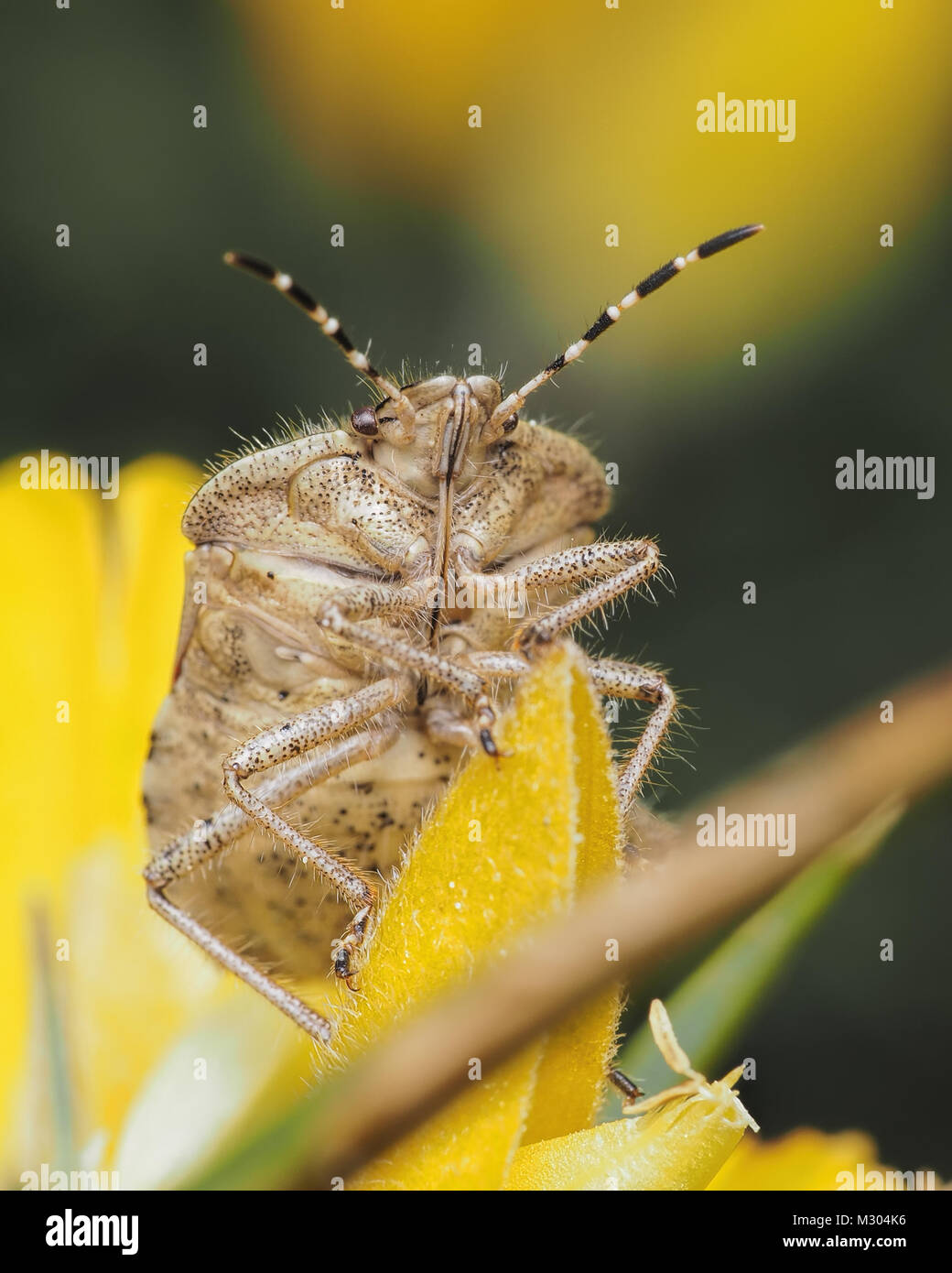 Behaart (Dolycoris baccarum Shieldbug) Foto zeigt die Unterseite des Körpers. Tipperary, Irland Stockfoto