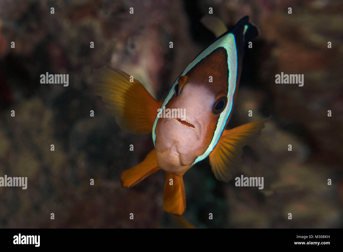 Anemonenfische (Amphiprion ocellaris) in Puerto Galera, Philippinen Stockfoto