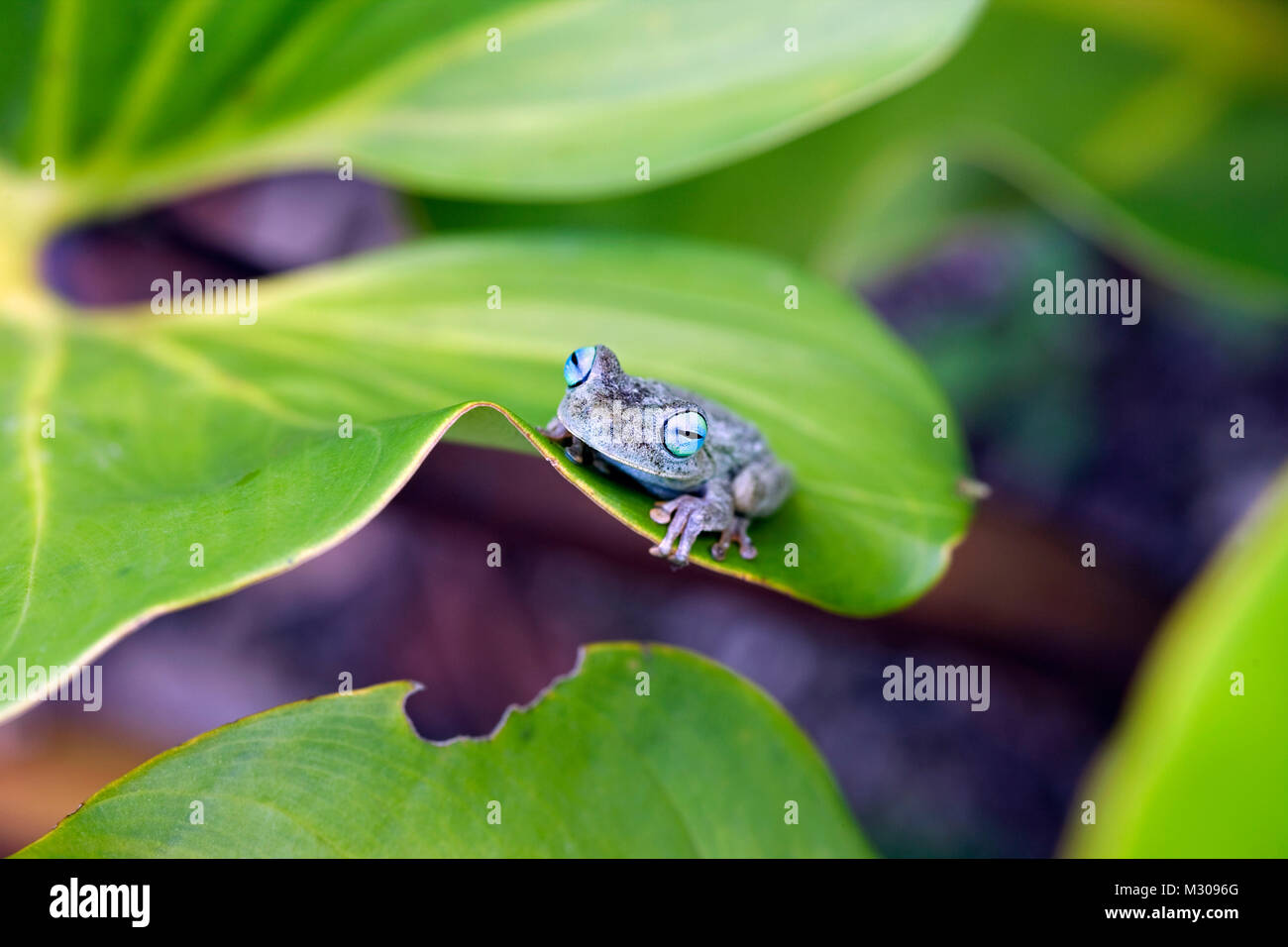 Suriname, Brownsweg, Brownsberg National Park. Orange Legged Laubfrosch. Auch: Tigerleg Monkey Tree Frog. (Phyllomedusa hypochondrialis). Stockfoto