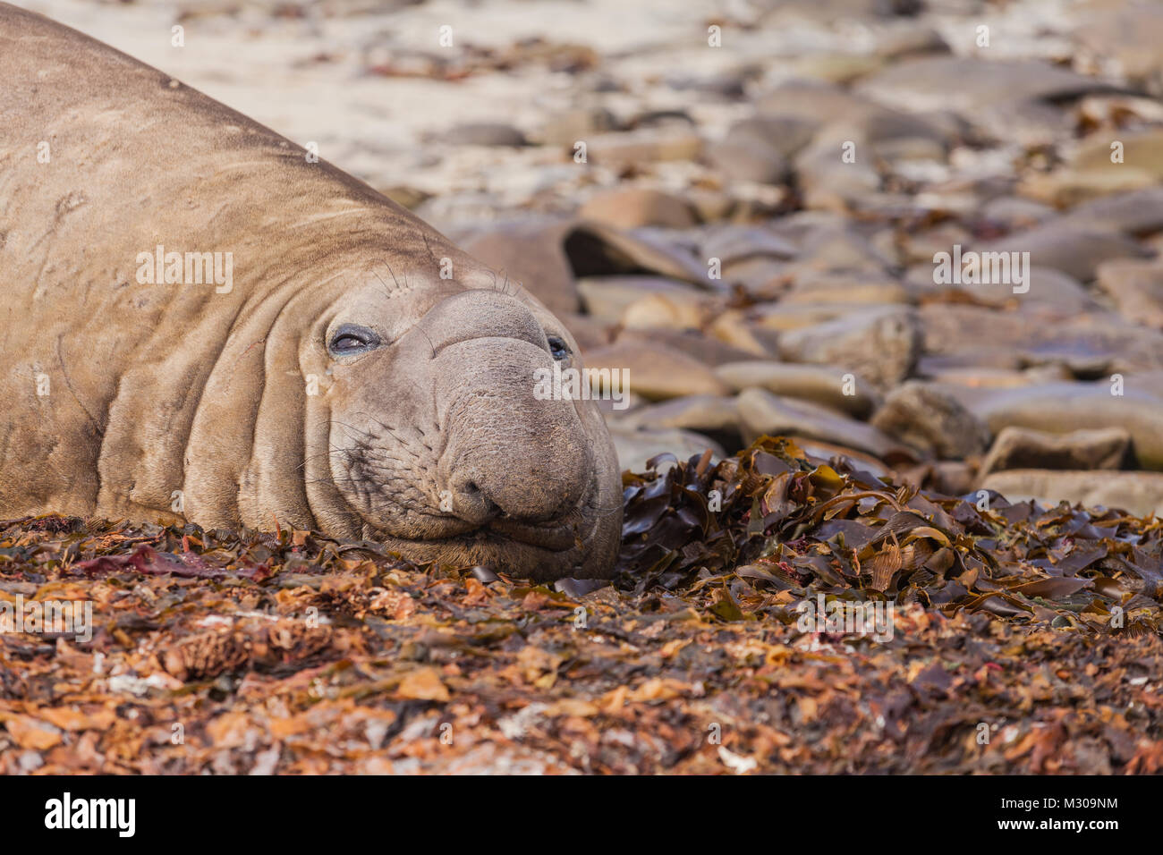 Südlicher See-Elefant (Stier) Relaxen am Strand auf den Falklandinseln Stockfoto