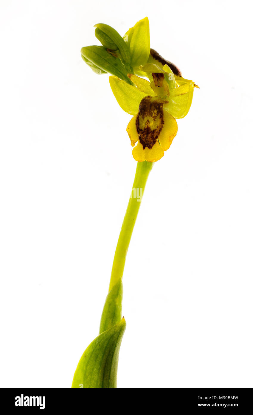 Orchidee. Ophrys lutea, eine Arbeit im Studio Stockfoto