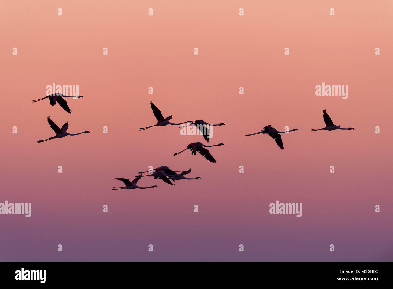 Europäische Flamingo, Flamingo, Phoenicopterus roseus, im Flug, Sunrise, Saintes-Maries-de-la-Mer, Parc naturel régional de Camargue, Languedoc Roussillon, Frankreich Stockfoto