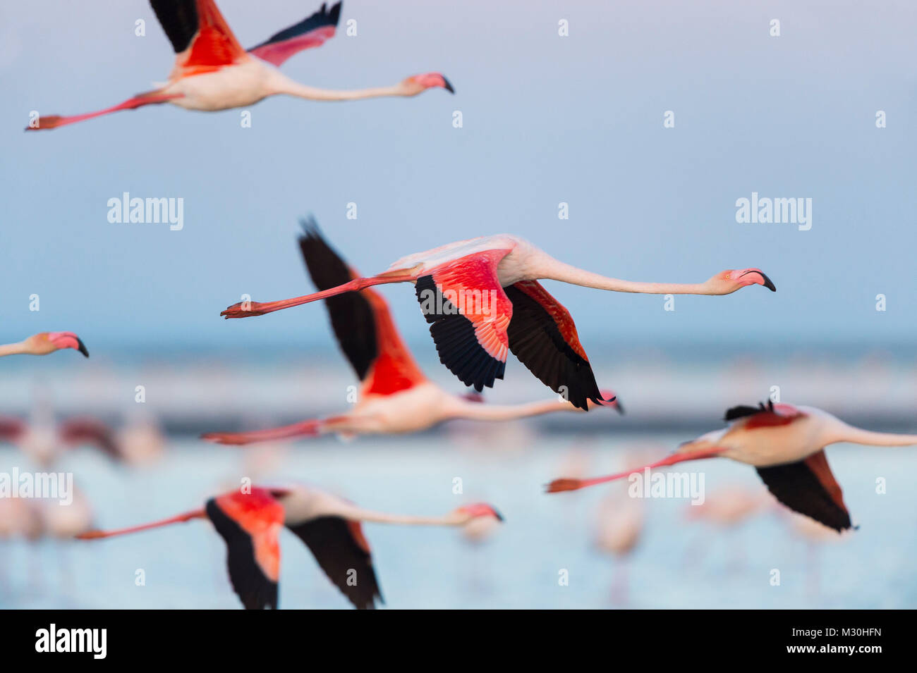 Europäische Flamingo, Flamingo, Phoenicopterus roseus, im Flug, Dämmerung, Saintes-Maries-de-la-Mer, Parc naturel régional de Camargue, Languedoc Roussillon, Frankreich Stockfoto