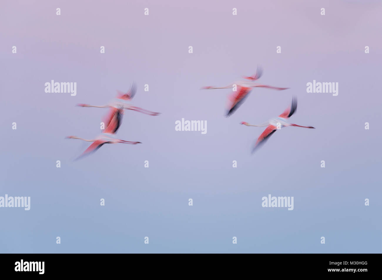 Europäische Flamingo, Flamingo, Phoenicopterus roseus, in der Dämmerung im Flug, Langzeitbelichtung, Saintes-Maries-de-la-Mer, Parc naturel régional de Camargue, Languedoc Roussillon, Frankreich Stockfoto