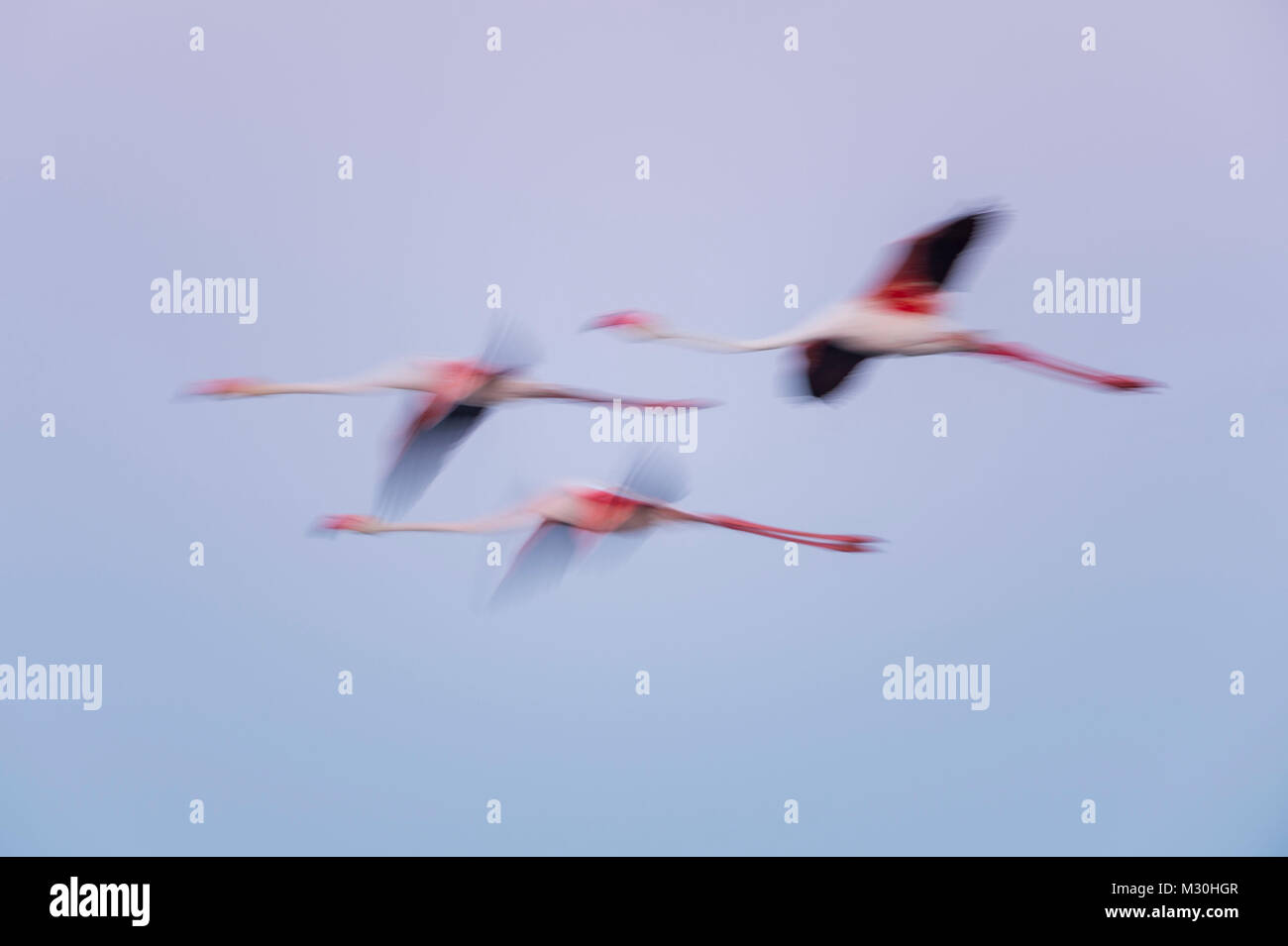 Europäische Flamingo, Flamingo, Phoenicopterus roseus, in der Dämmerung im Flug, Langzeitbelichtung, Saintes-Maries-de-la-Mer, Parc naturel régional de Camargue, Languedoc Roussillon, Frankreich Stockfoto