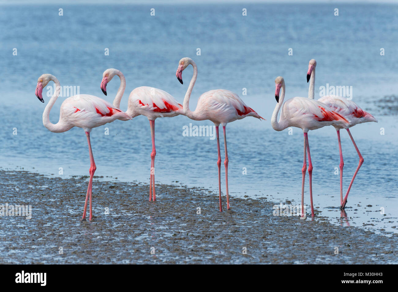 Europäische Flamingo, Flamingo, Phoenicopterus roseus, Saintes-Maries-de-la-Mer, Parc naturel régional de Camargue, Languedoc Roussillon, Frankreich Stockfoto