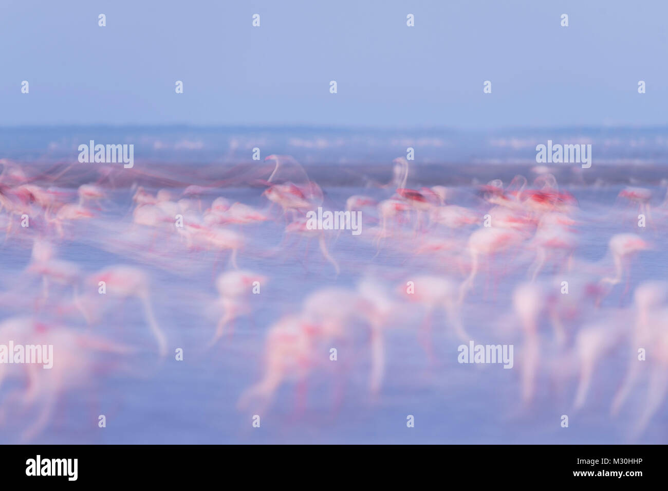 Europäische Flamingo, Flamingo, Phoenicopterus roseus, in der Dämmerung, Langzeitbelichtung, Saintes-Maries-de-la-Mer, Parc naturel régional de Camargue, Languedoc Roussillon, Frankreich Stockfoto
