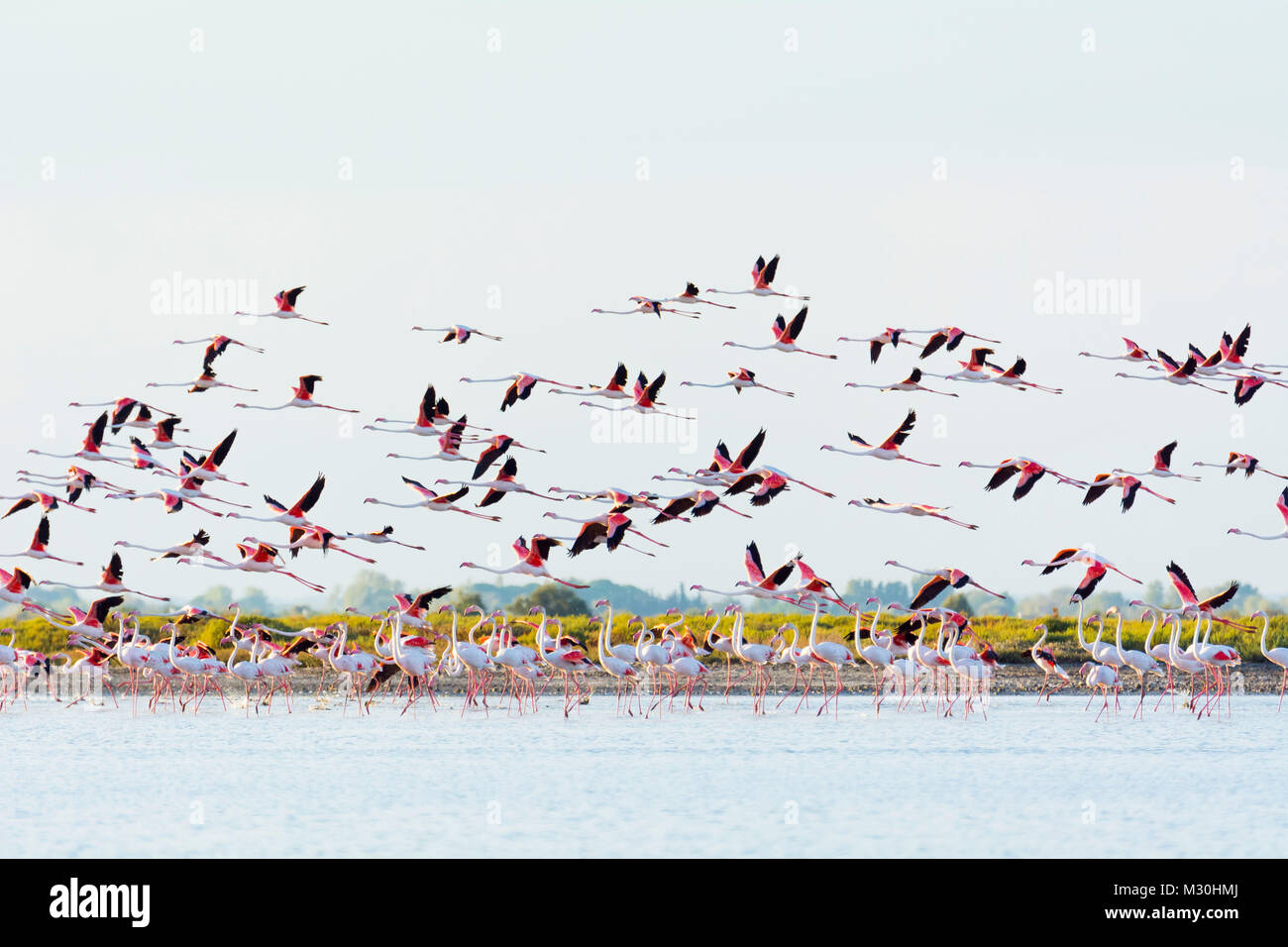 Europäische Flamingo, Flamingo, Phoenicopterus roseus, im Flug, Saintes-Maries-de-la-Mer, Parc naturel régional de Camargue, Languedoc Roussillon, Frankreich Stockfoto