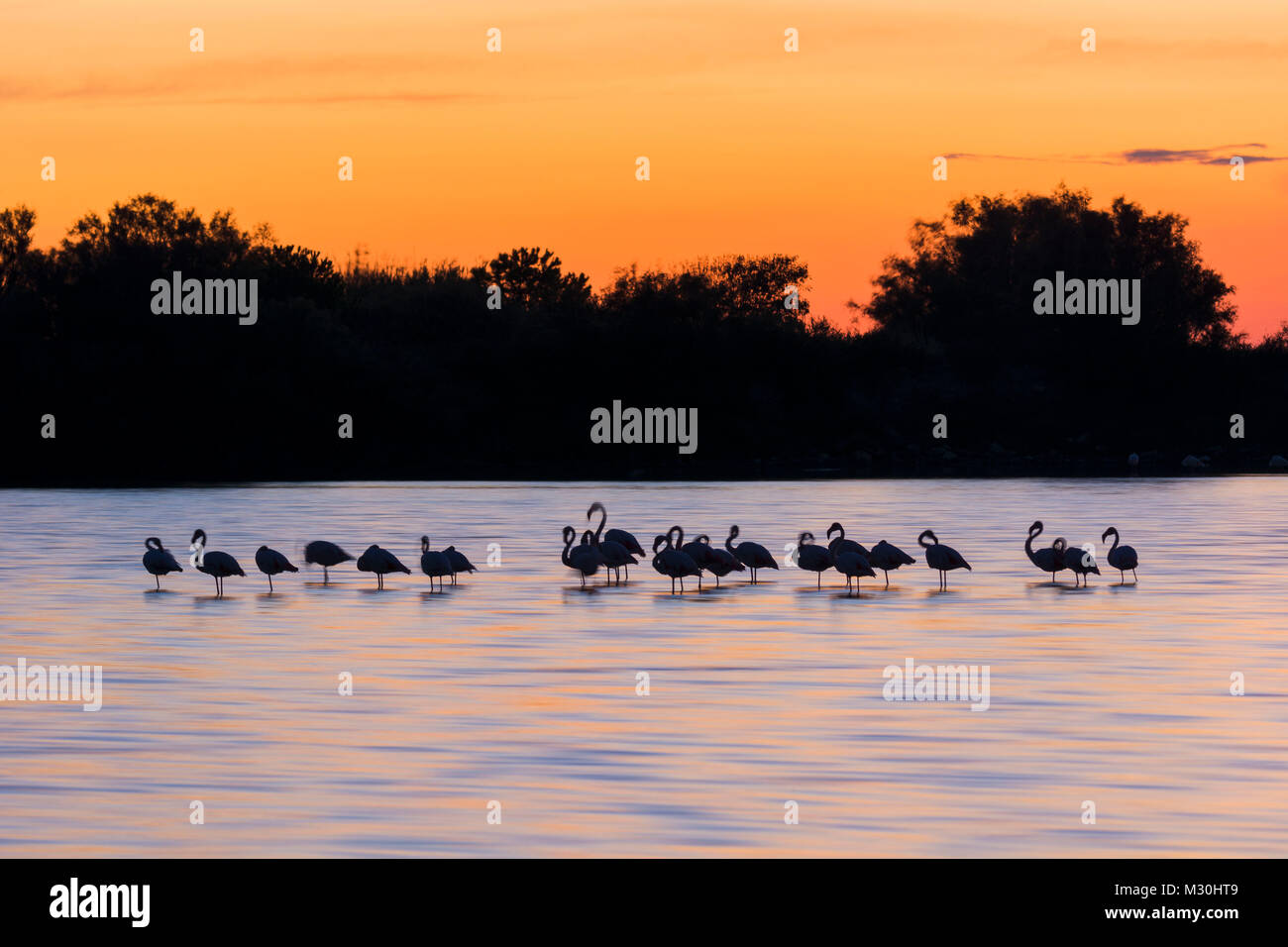 Europäische Flamingo, Flamingo, Phoenicopterus roseus, bei Sonnenuntergang, Saintes-Maries-de-la-Mer, Parc naturel régional de Camargue, Languedoc Roussillon, Frankreich Stockfoto