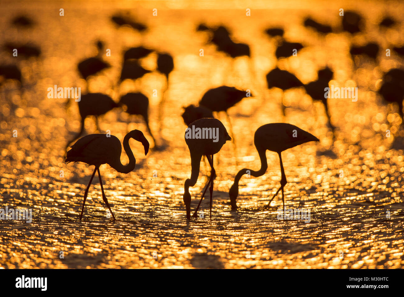 Europäische Flamingo, Flamingo, Phoenicopterus roseus, bei Sonnenaufgang, Saintes-Maries-de-la-Mer, Parc naturel régional de Camargue, Languedoc Roussillon, Frankreich Stockfoto