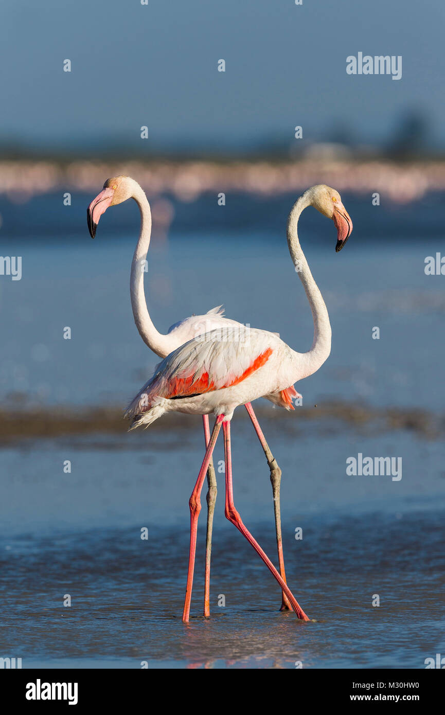 Europäische Flamingo, Flamingo, Phoenicopterus roseus, Saintes-Maries-de-la-Mer, Parc naturel régional de Camargue, Languedoc Roussillon, Frankreich Stockfoto