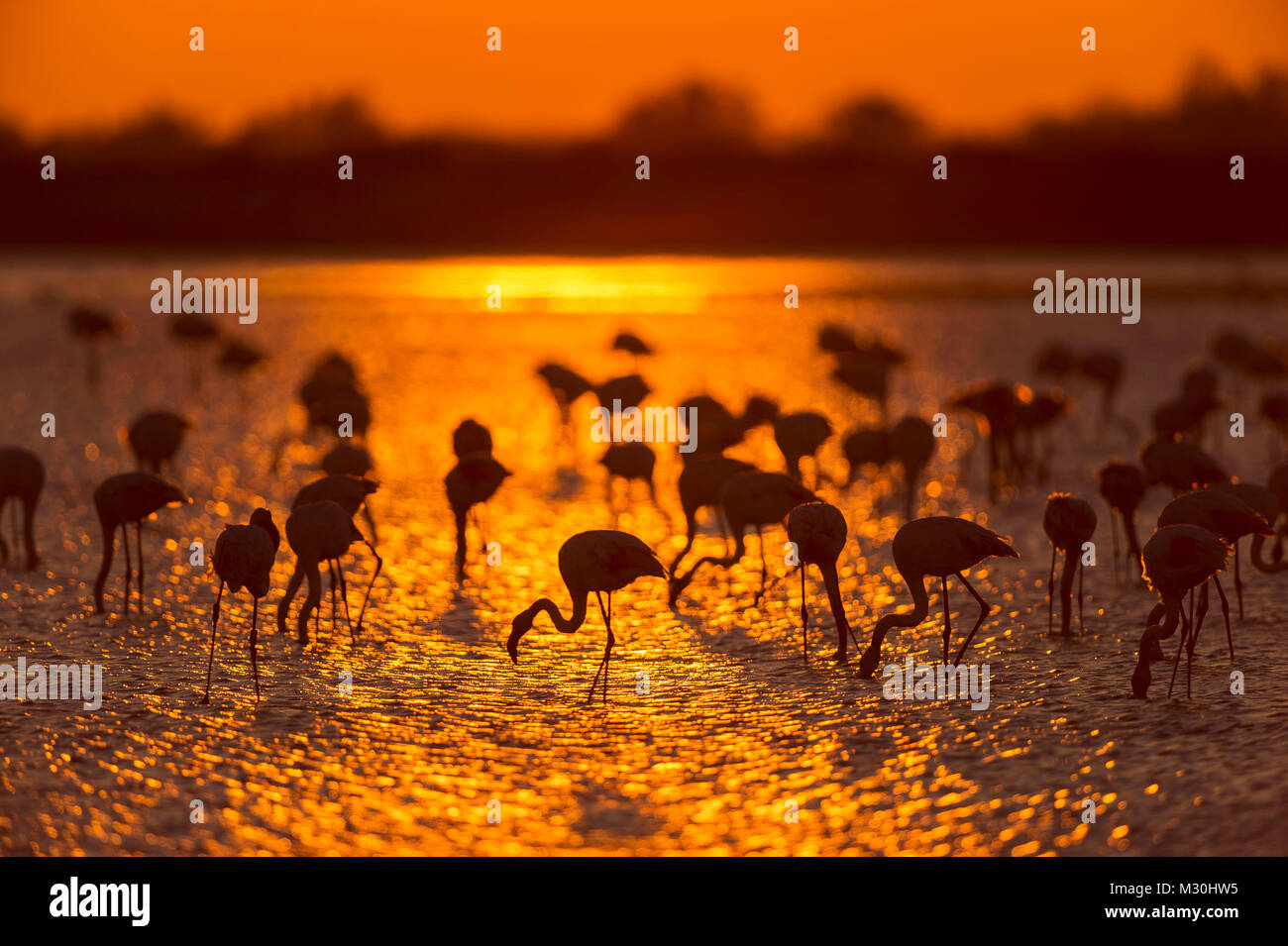 Europäische Flamingo, Flamingo, Phoenicopterus roseus, bei Sonnenaufgang, Saintes-Maries-de-la-Mer, Parc naturel régional de Camargue, Languedoc Roussillon, Frankreich Stockfoto